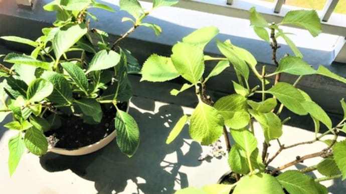 急に「夏です!」と言われても・・・