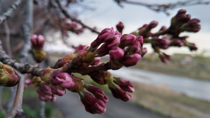 2022 私的桜開花標準木 その21