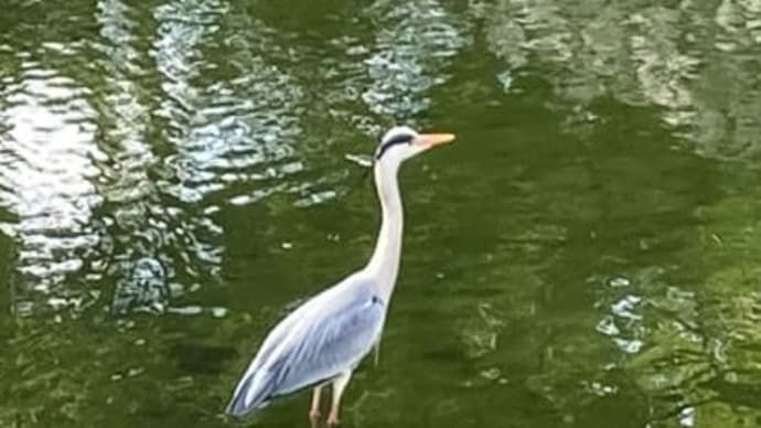 アオサギ