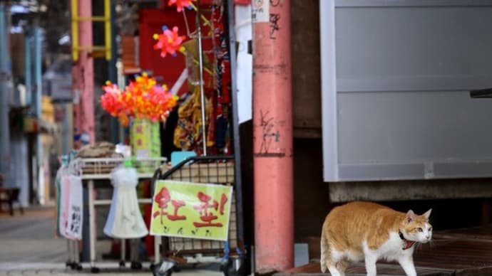 沖縄県の猫たち 2025年1月 その26