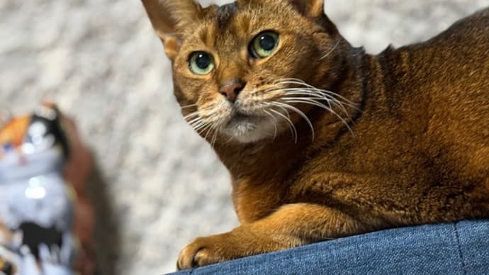 猫より格上の上司はいない。