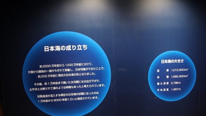 マリンピア日本海 ~ エイの裏側