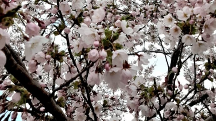 今日の望来の桜