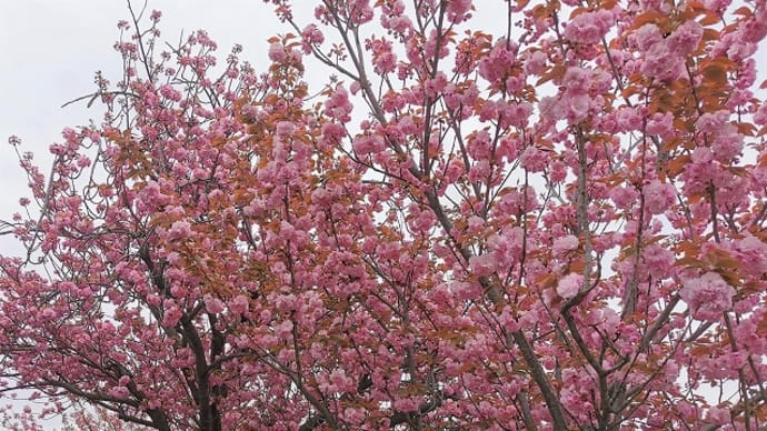 八重桜が満開