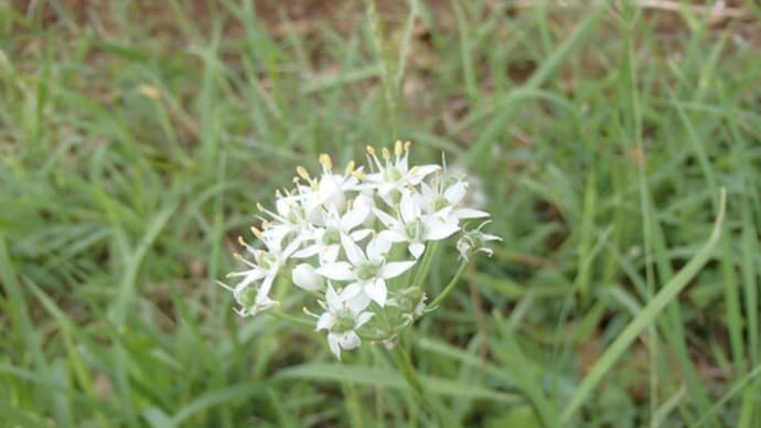 やっちまった。（ニラの花）