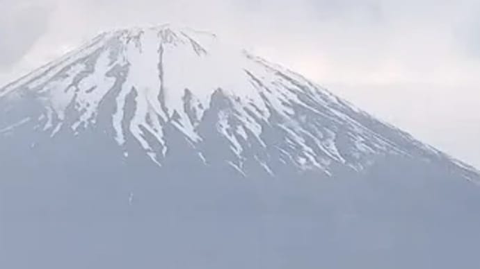 静岡わんこ旅