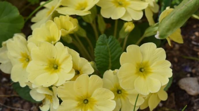 中学校横の花壇 ムシトリナデシコの花たち 28