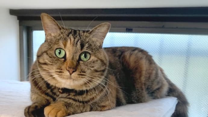 麦わら猫