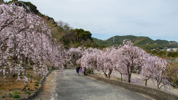 花見山のしだれ桜
