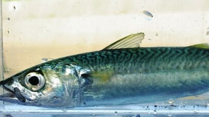 マサバ(釣査259種目)はサギの恩返し::二爺のおとぎ話 後編
