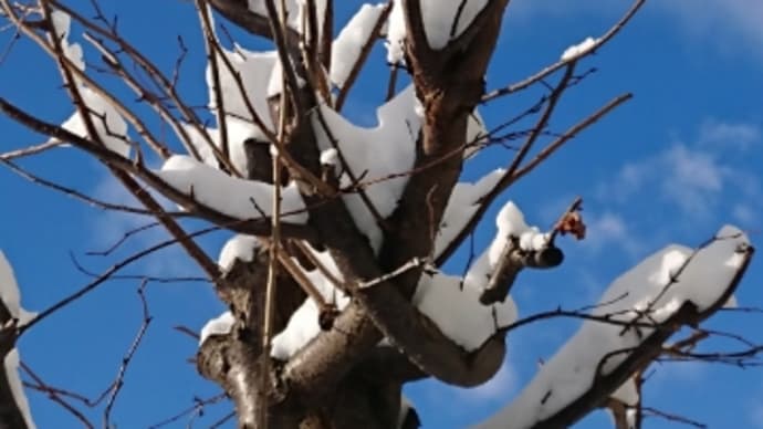 雪降ったあ!札幌