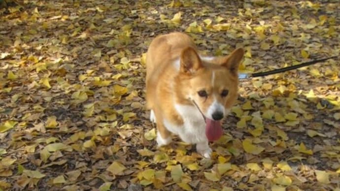 ぎんなんパーク