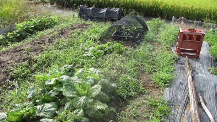 2023/10/05 いま植えて結球するかな