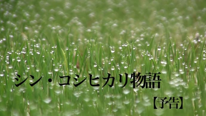 コシヒカリ生産スタート