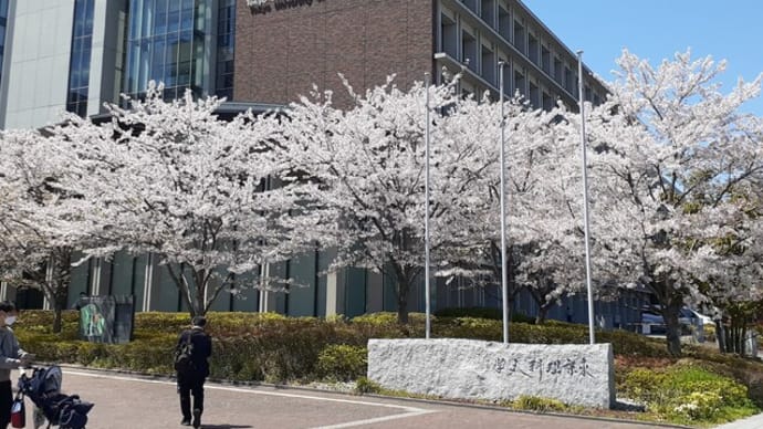 「水元公園」の桜/2024年