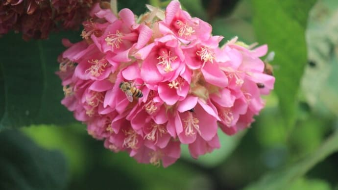 ピンクボールの花が咲き 桜も咲き始めています