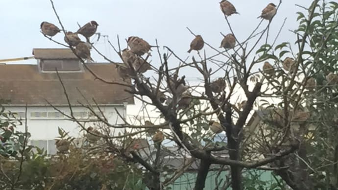 わが庭の木に集まる鳥たち