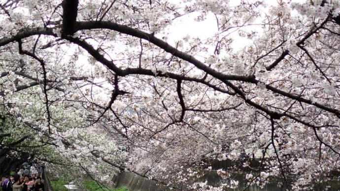 桜・桜・桜