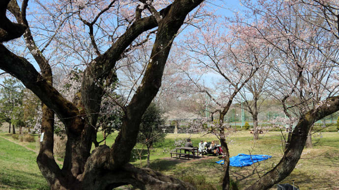 木曽川堤の桜 4