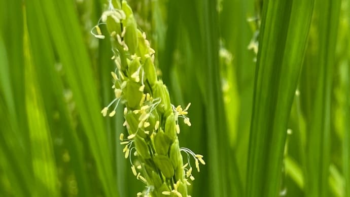 田んぼ・花