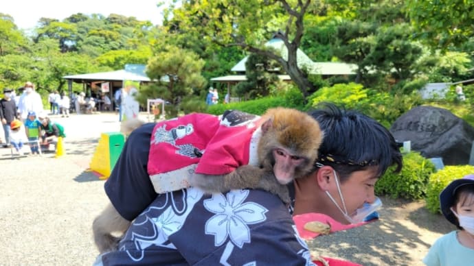 ちょっとだけ猿まわし 日光猿軍団