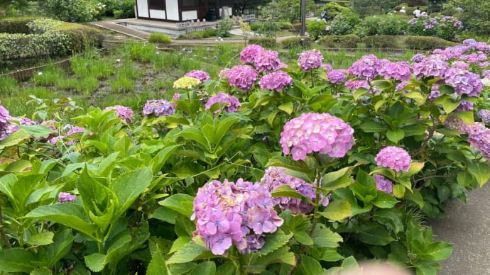 御朱印巡り 横浜のあじさい寺 正覚寺