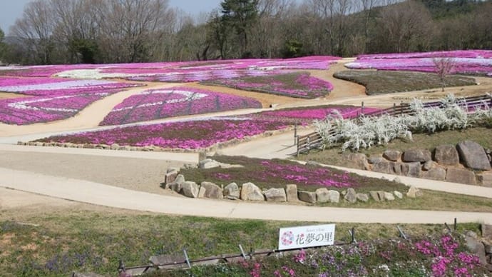 花夢の里~芝桜とネモフィラの丘