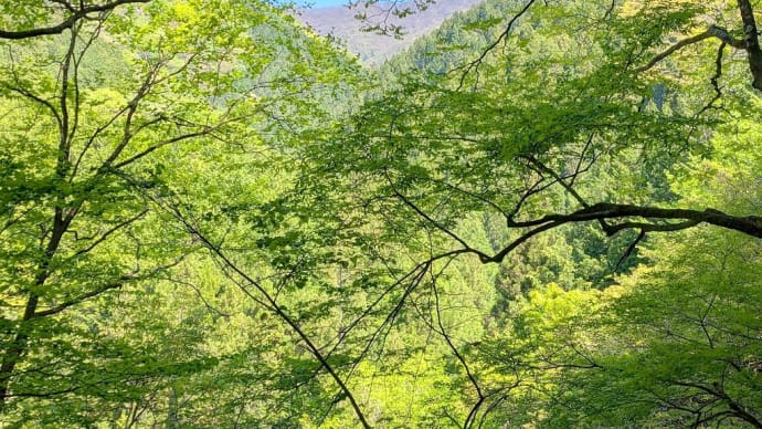 山の記憶~若葉色の山~
