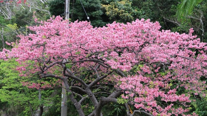 八重岳の寒緋桜（沖縄）