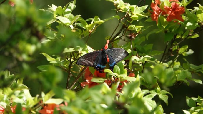 ミヤマカラスアゲハの産卵🦋