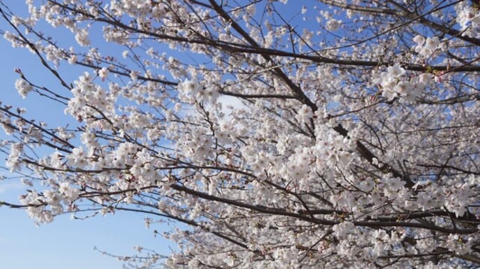 伊勢市「宮川堤公園の桜」見てきました~(^^) 2025
