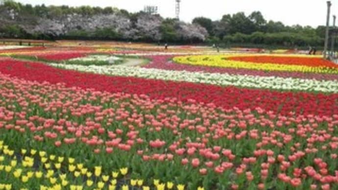 【 なばなの里 】(チューリップまつり)