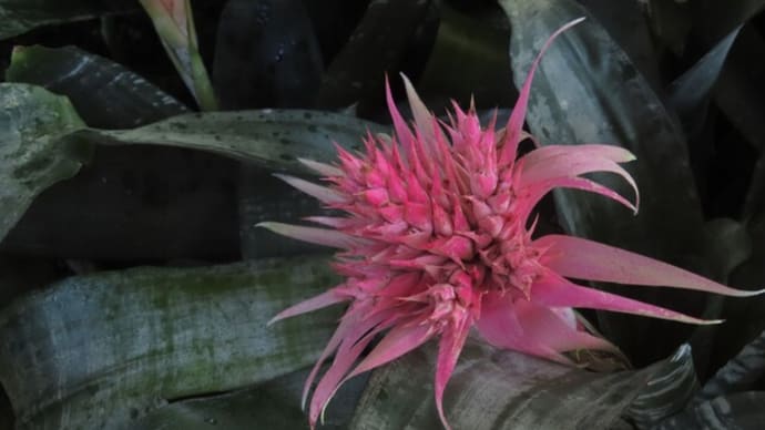 どれが花?アナナスの仲間~宇治市植物公園温室2025/1下旬(2)