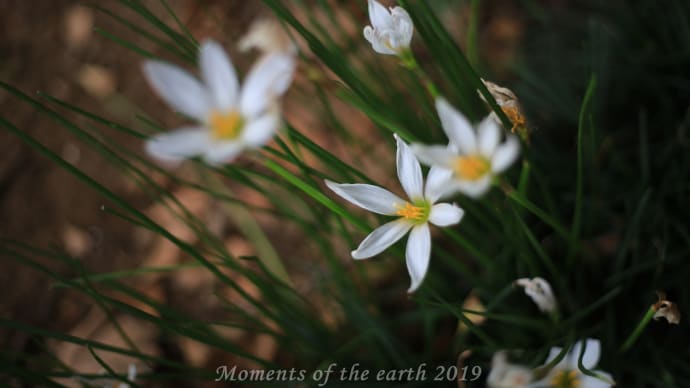 美しき自然の花 EOS RP EF50mmF1.8