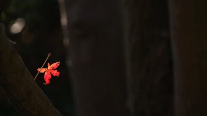丈山苑の紅葉