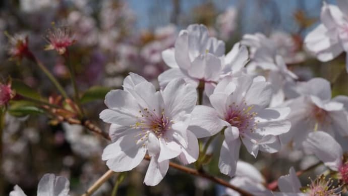 春・秋の花:アーコレード