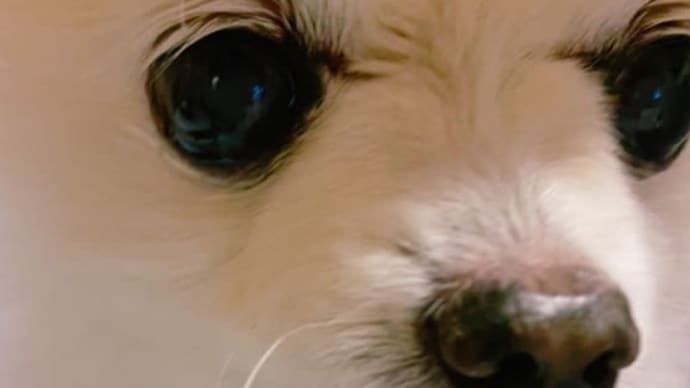 飼い主の一番の課題です。