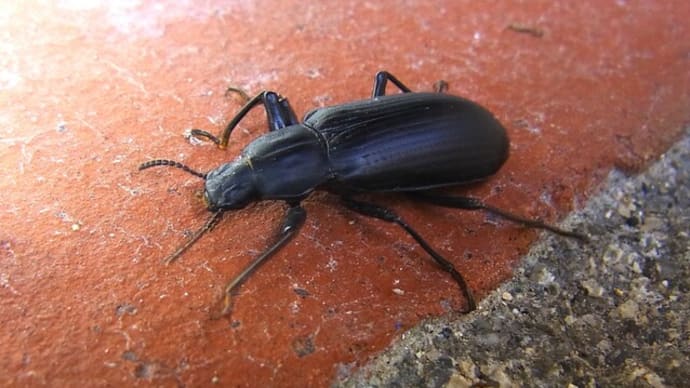 サトユミアシゴミムシダマシかな?