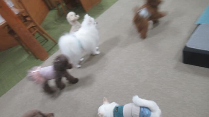 2023/12/07 犬の幼稚園BuddyDog