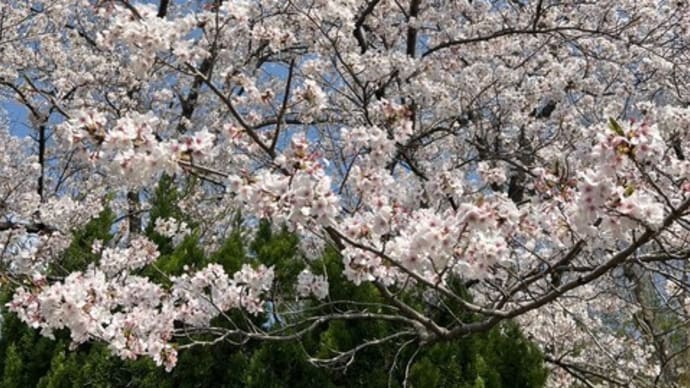 お花見🌸