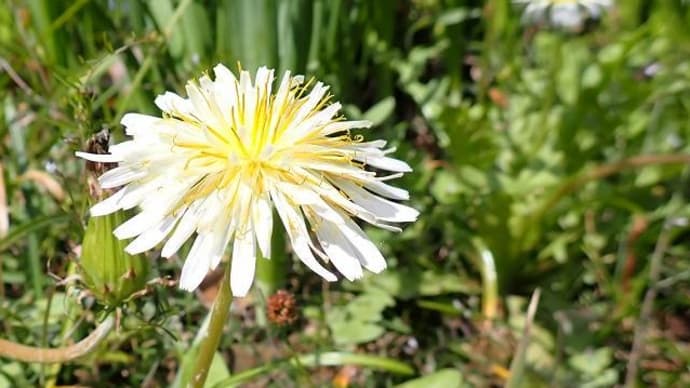 白花蒲公英