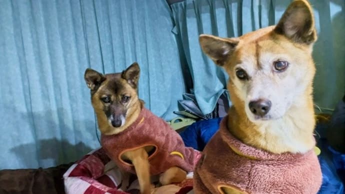4連休♪犬連れ瀬戸内の旅。2日目