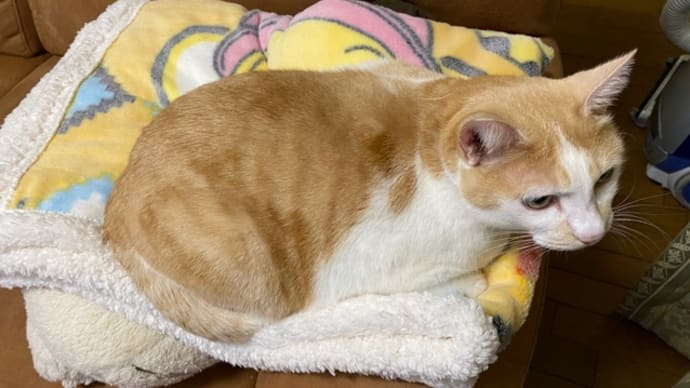 あたしんだよ(=^x^=)