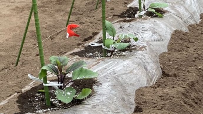 夏野菜の植え付け