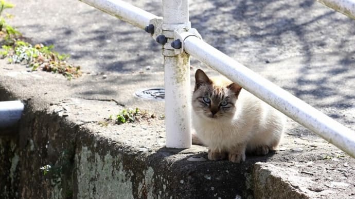瀬戸内G島の猫たち 2025年2月 その9