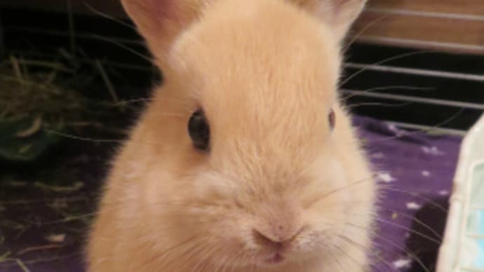 うさぎ学長!わちゃまる君!(その17)退屈王、わちゃまる君