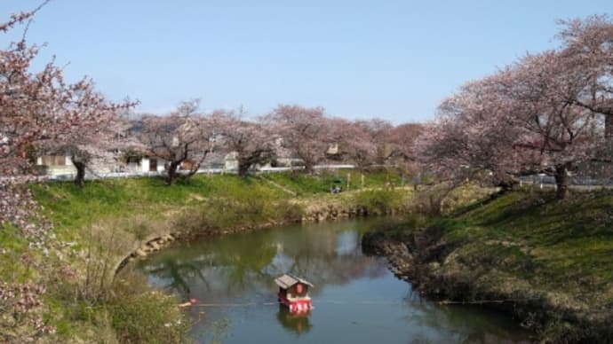 太平川に桜前線