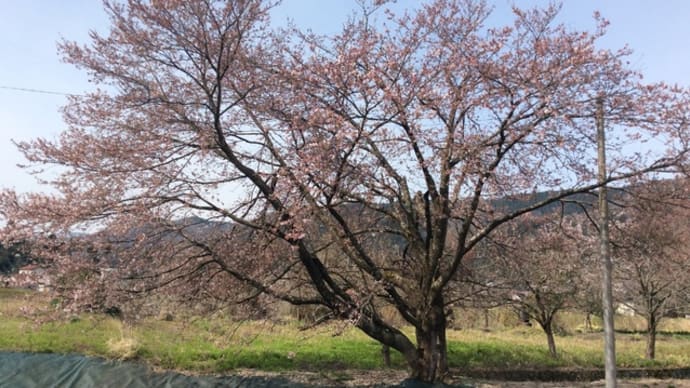 桜が咲いてきた