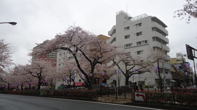 播磨坂、雨の桜並木