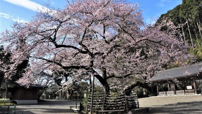 高麗神社の「ひがん桜」